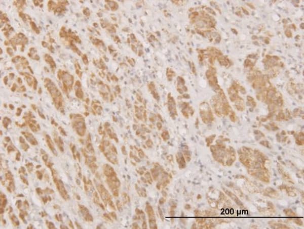 MPG Antibody (clone 1G6)