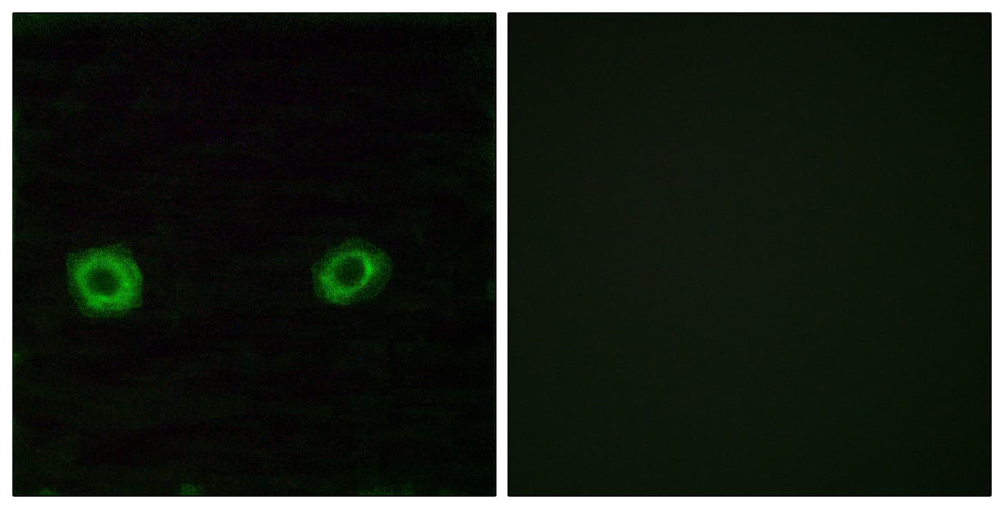 OR2D3 Antibody (aa231-280)