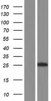 DNAJC12 Protein (Over-Expression Lysate Myc-DDK (Flag))