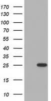 MOBKL2B / MOB3B Antibody (clone OTI7G2)