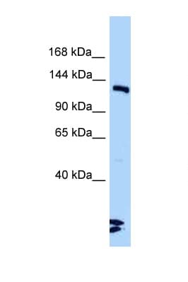 LIG3 / DNA Ligase III Antibody (aa930-979)