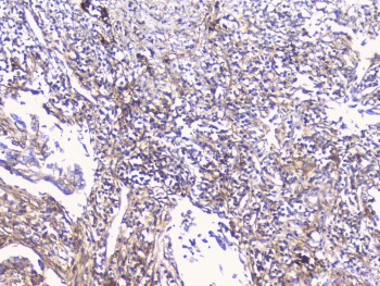 CD32A Antibody