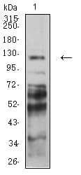 PCDH9 Antibody (clone 7G3A2)