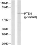 PTEN Antibody (phospho-Ser370)