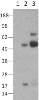 Monoclonal Mouse anti-Human RORC / ROR Gamma Antibody (clone 4F3-3C8-2B7, WB)