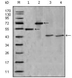 IHC-plus™ APOA4 Antibody (aa21-396, clone 2D1C9)