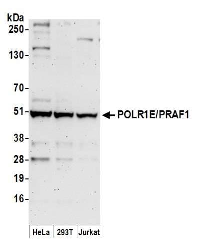 POLR1E Antibody (aa225-275)