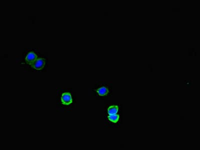 MEGF10 Antibody
