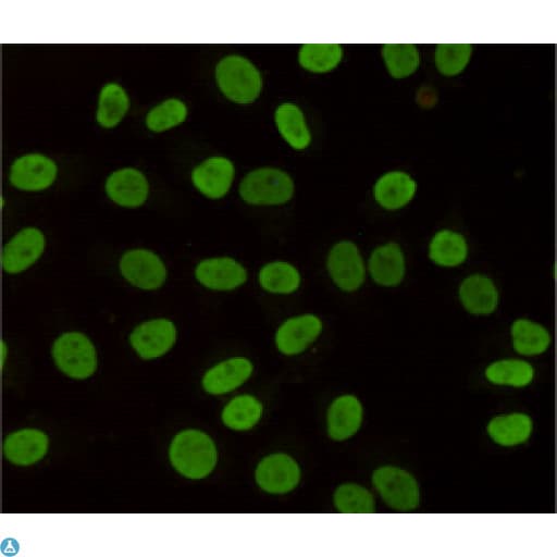 CBX3 / HP1 Gamma Antibody