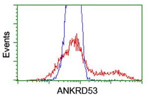 ANKRD53 Antibody (clone OTI2A8)