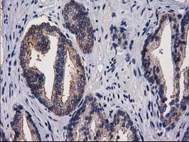 PACSIN3 Antibody (clone OTI2E4)