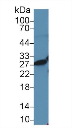 HMG1 / HMGB1 Antibody (aa1-215)