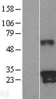 KLK9 / Kallikrein 9 Protein (Over-Expression Lysate Myc-DDK (Flag))
