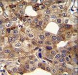 CCNI2 Antibody (aa92-121)