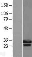 Geminin Protein (Over-Expression Lysate Myc-DDK (Flag))