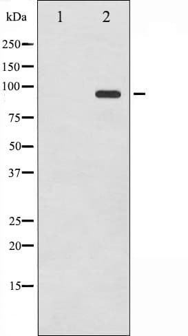 Polyclonal Rabbit anti-Human CD44 Antibody (phospho-Ser706, IF, WB)