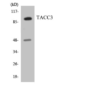 ERIC-1 / TACC3 Antibody (aa764-813)