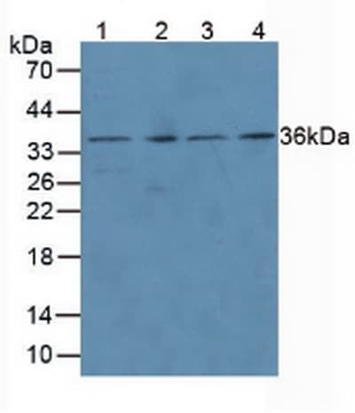 PathPlus™ PCNA Antibody
