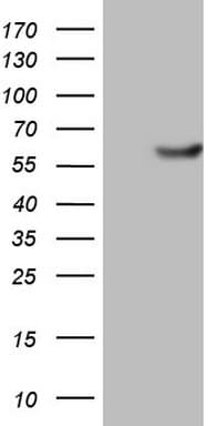 PKM2 Antibody (clone OTI11G10, Carrier-free)