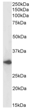 Recombinant Monoclonal Rabbit anti-Human ACKR1 / DARC Antibody (clone 2C3, DARC, IF, WB)