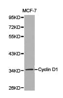 CCND1 / Cyclin D1 Antibody