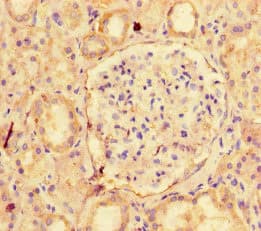 NAPSA / NAPA / Napsin A Antibody