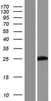 PABPC1L2B Protein (Over-Expression Lysate Myc-DDK (Flag))