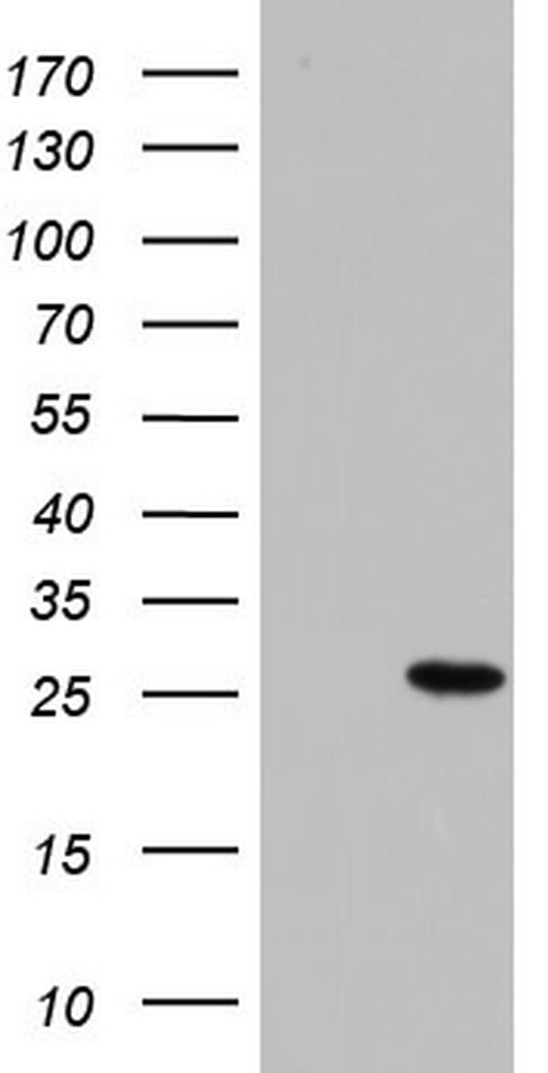 PAFAH1B3 Antibody (clone OTI2E8)