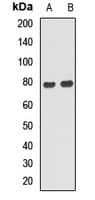 ANKS1B Antibody