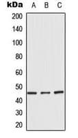 BMP8B Antibody (Internal)