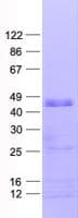 Human ZNF3 Protein (Recombinant His, N-Terminal)