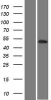 PKNOX2 Protein (Over-Expression Lysate Myc-DDK (Flag))