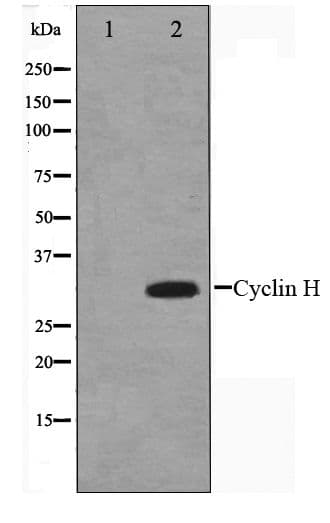 CCNH / Cyclin H Antibody
