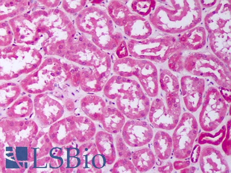 PathPlus™ BMP7 Antibody (aa315-431)