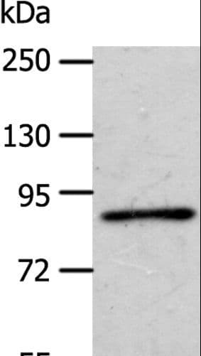 APPL1 / APPL Antibody