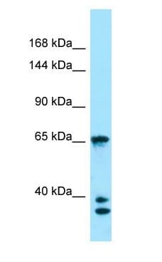 PACS1 Antibody (aa805-854)
