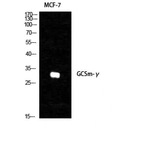 GCLM Antibody (Internal)