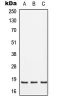 SFT2D2 Antibody (Internal)