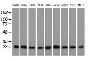 CLPP Antibody (clone OTI1D8)