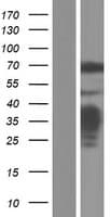 Human NF2 / Merlin Protein (Over-Expression Lysate Myc-DDK (Flag))