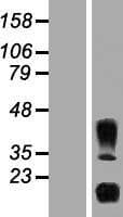 IL32 Protein (Over-Expression Lysate Myc-DDK (Flag))