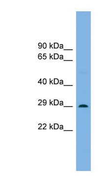 Polyclonal Rabbit anti-Mouse NOTO Antibody (N-Terminus, WB)