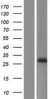 PRG3 Protein (Over-Expression Lysate Myc-DDK (Flag))