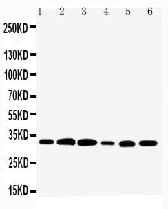 Polyclonal Rabbit anti-Human TAZ Antibody (aa162-178, WB)