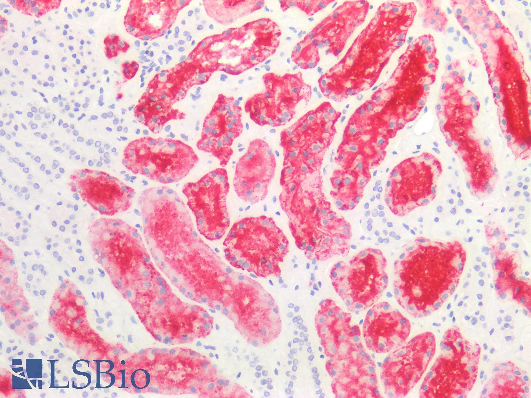 PathPlus™ SSEA-1 / Lewis x / CD15 Antibody (clone MC-480)