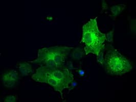 GBP2 Antibody (clone OTI1G1)