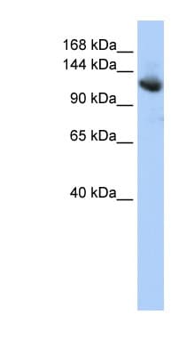 TIP120 / CAND1 Antibody (C-Terminus)