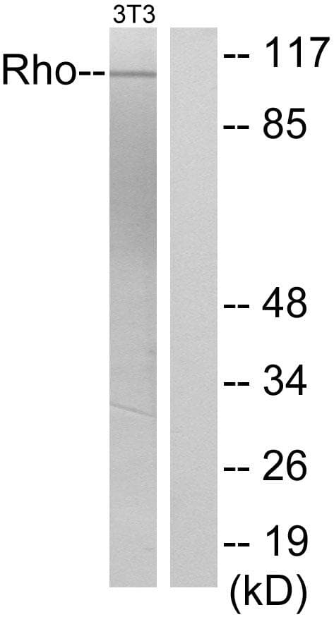 Polyclonal Rabbit anti-Human ARHGEF2 / GEF-H1 Antibody (p885, WB)