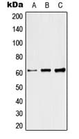 RFTN1 / Raftlin Antibody (C-Terminus)