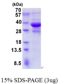 Human SH3GLB1 / Bif / Endophilin B1 Protein (Recombinant His)